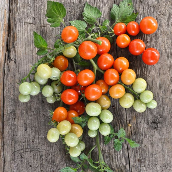 Candyland Tomato (55 Days) Solanum lycopersicum – Pinetree Garden