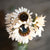 Cape Daisy - Flowers