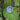 Caprice Morning Glory - Flowers