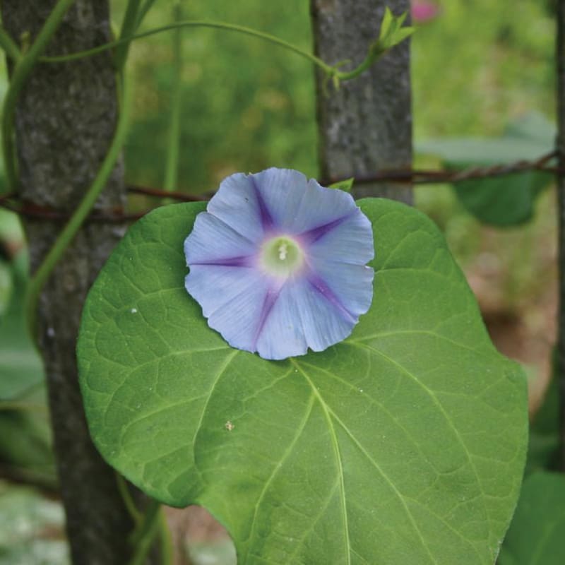 Caprice Morning Glory - Flowers