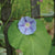 Caprice Morning Glory - Flowers