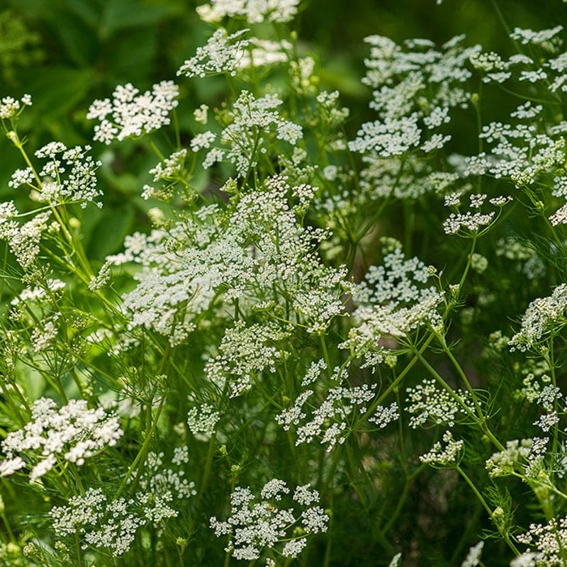 cara plants 5 seeds Caraway