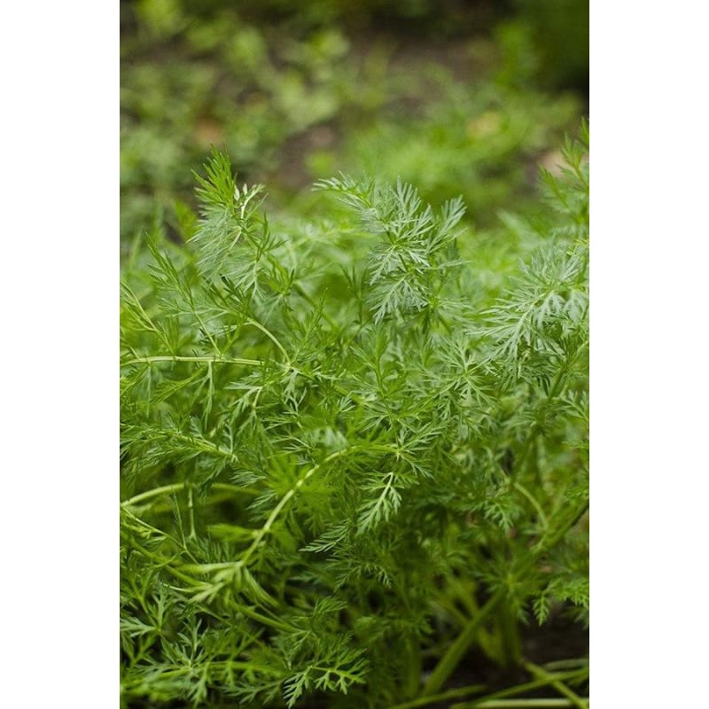 caraway seeds to plant Caraway – Pinetree Garden Seeds