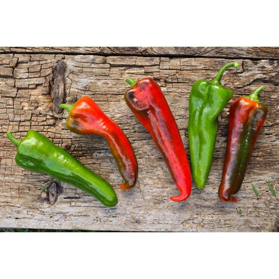 Carmen Pepper (F1 Hybrid 60-80 Days Organic) - Vegetables