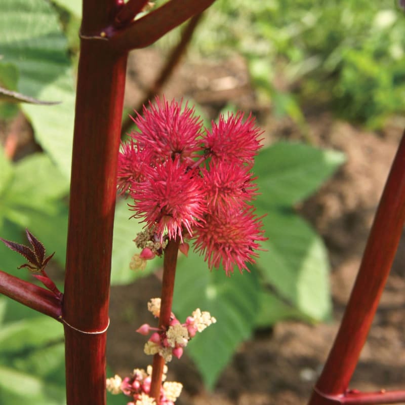 Carmencita Red Castor Bean - Flowers