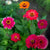 Carousel Mix Zinnia