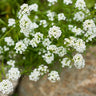 Carpet of Snow Alyssum - Flowers