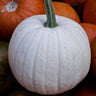 Casper Pumpkin (100 Days) - Vegetables