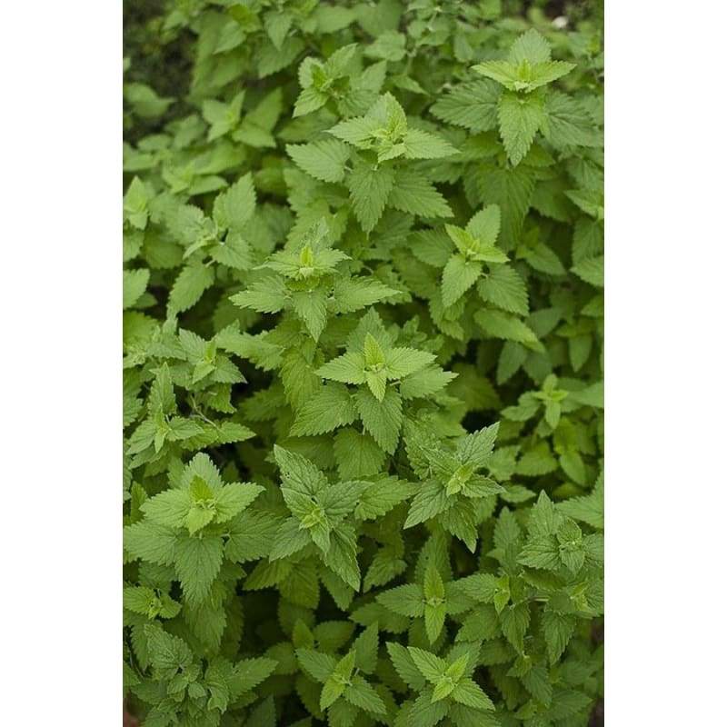 Catnip Herb Seeds: Herb Seeds and Plants from Gurney's