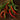 Cayenne-Long Pepper (Heirloom 70 Days) - Vegetables