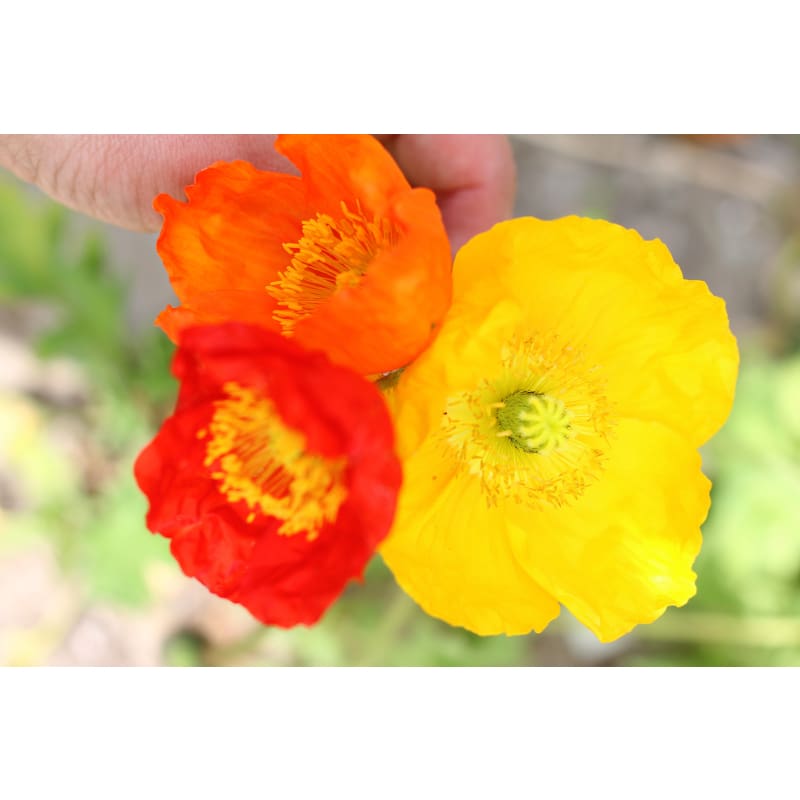 Champagne Bubbles Poppy