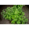 Chefs Herb Garden Kit - Seed Collections