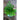 Chefs Herb Garden Kit - Seed Collections