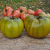Cherokee Green Tomato (Organic 80 Days) - Vegetables