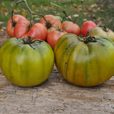 Cherokee Green Tomato (Organic 80 Days) - Vegetables