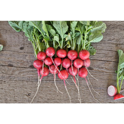 Cherriette Radish (F1 Hybrid 26 Days) - Vegetables