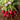 Cherry Belle Radish (Heirloom 21 Days) - Vegetables