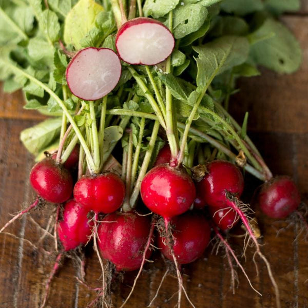 planting cherry belle radish seeds Cherry Belle Radish (Heirloom 21 Days)