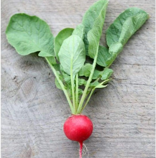 planting cherry belle radish seeds Cherry Belle Radish (Heirloom 21 Days)