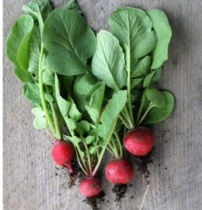 Cherry Belle Radish (Heirloom 21 Days) - Vegetables