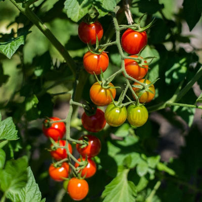 Cherry Bomb Tomato (Organic F1 Hybrid 64 Days) Vegetables