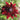 Cherry Brandy Rudbeckia - Flowers