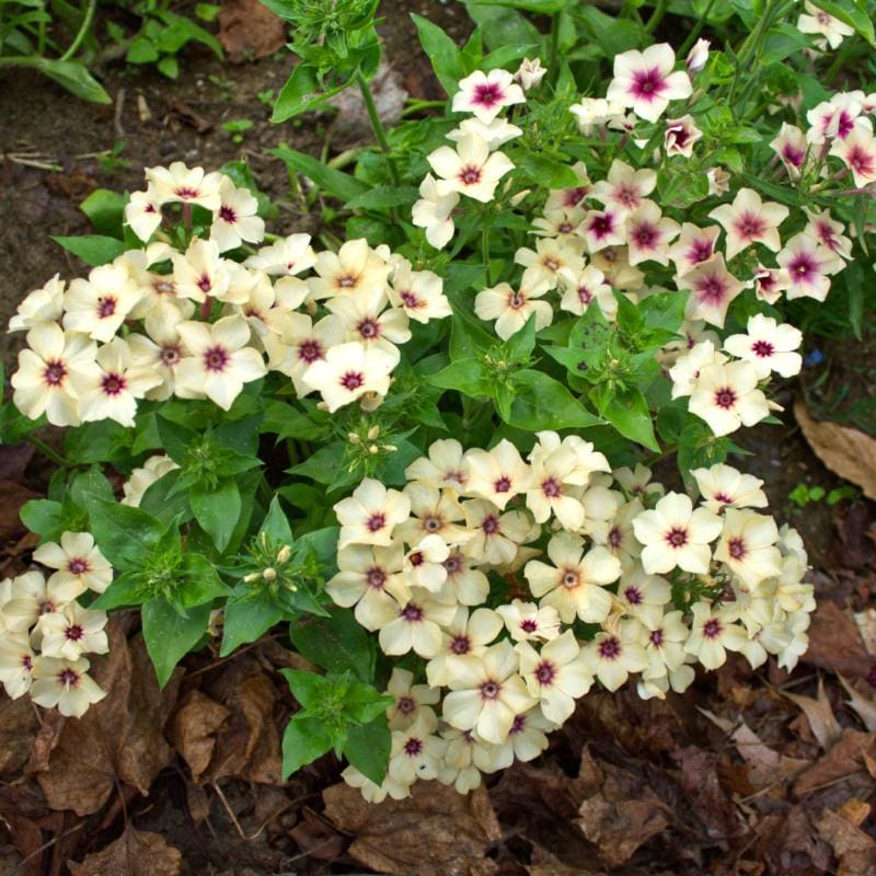 Cherry Caramel Phlox