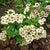 Cherry Caramel Phlox