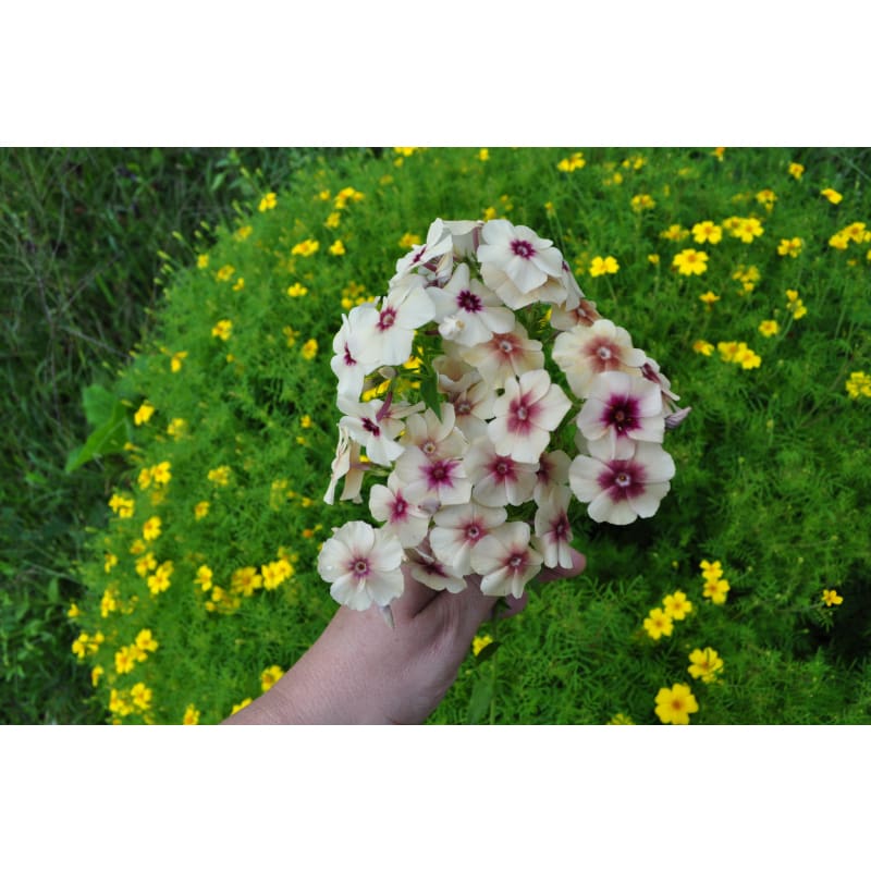 Cherry Caramel Phlox