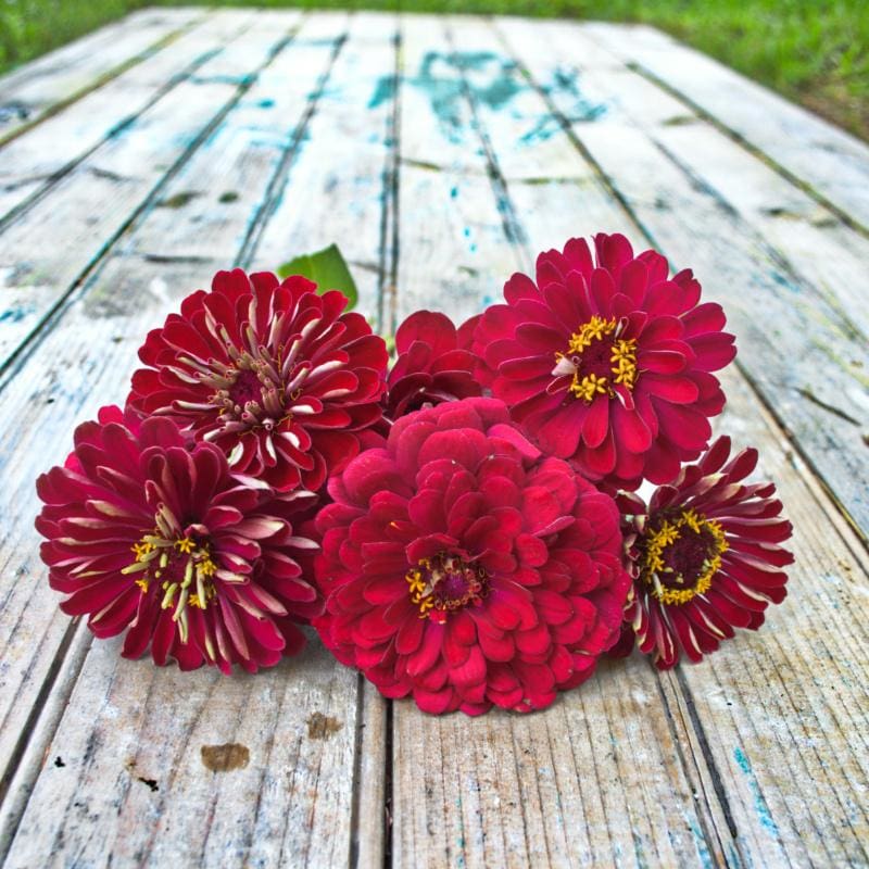 Cherry Queen Zinnia