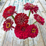 Cherry Queen Zinnia - Flowers