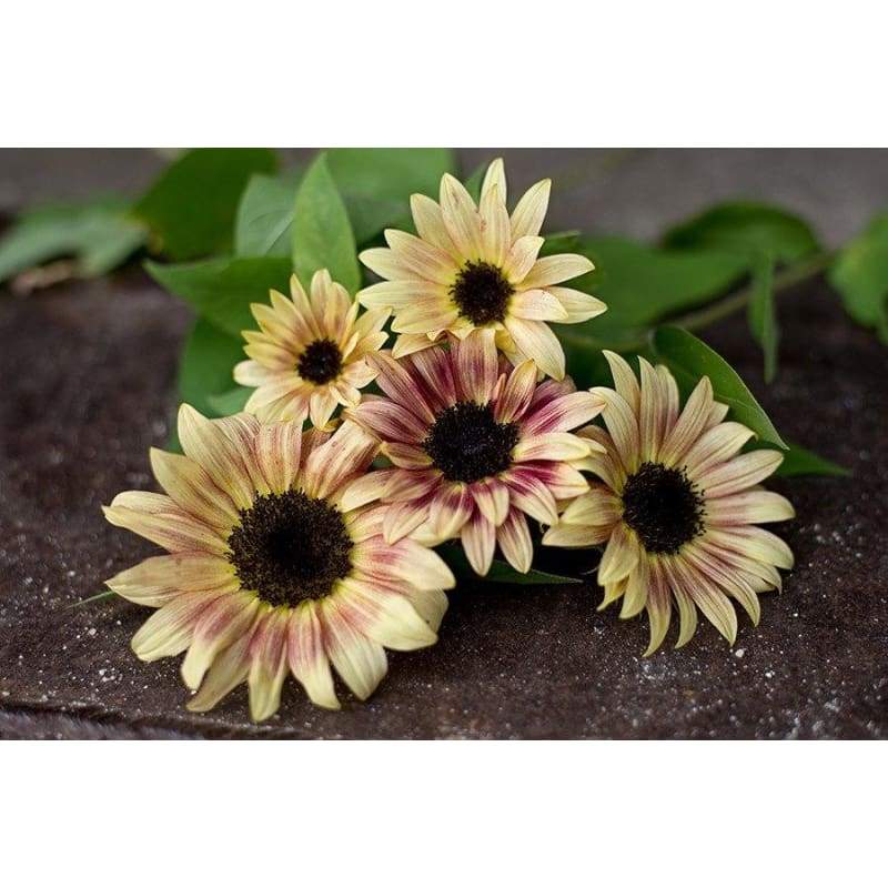 Cherry Rose Sunflower