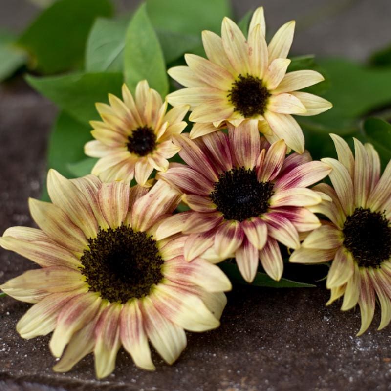 Cherry Rose Sunflower