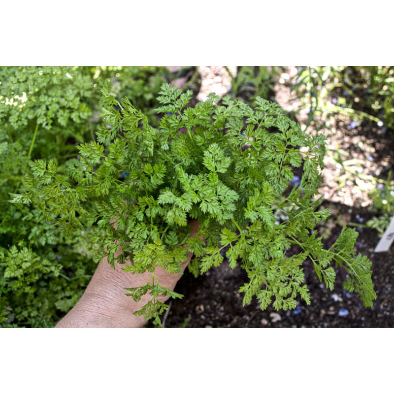 Chervil