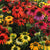 Cheyenne Spirit Echinacea