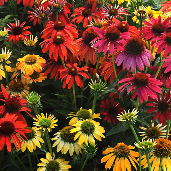 echinacea cheyenne spirit seeds Cheyenne Spirit Echinacea
