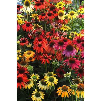Cheyenne Spirit Echinacea - Flowers
