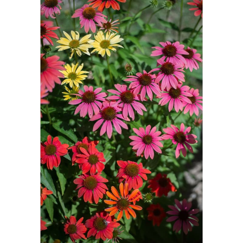 echinacea cheyenne spirit seeds Cheyenne Spirit Echinacea – Pinetree Garden Seeds
