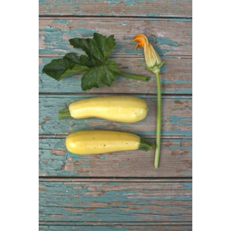 Chiffon Zucchini (F1 Hybrid 50 Days)