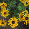 Chim Chiminee Rudbeckia - Flowers