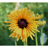 RUDBECKIA - CHIM CHIMINEE - Flowers