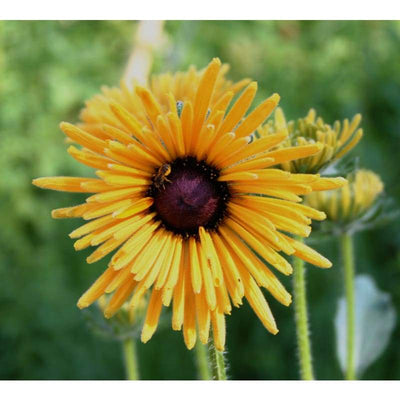 RUDBECKIA - CHIM CHIMINEE - Flowers