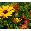RUDBECKIA - CHIM CHIMINEE - Flowers