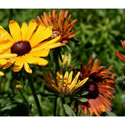 RUDBECKIA - CHIM CHIMINEE - Flowers