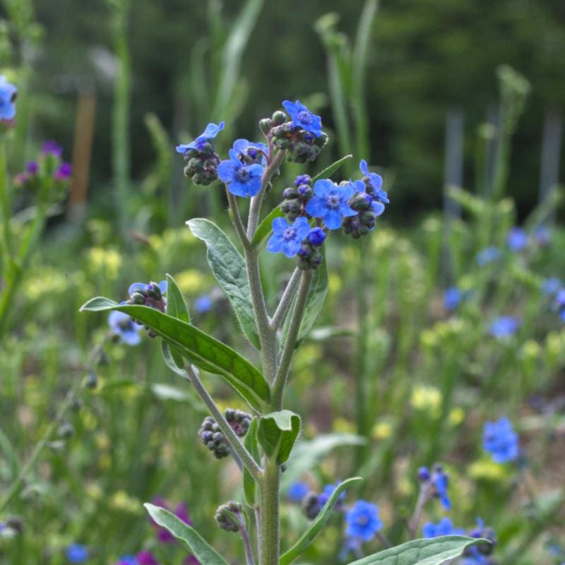 Seed Needs, Chinese Forget-Me-Not (Cynoglossum amabile) 1,500 Seeds