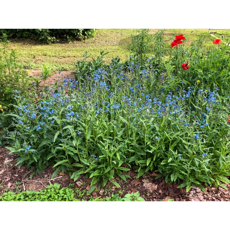 planting chinese forget-me-not seeds Chinese Forget-Me-Not
