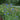 Chinese Forget-Me-Not