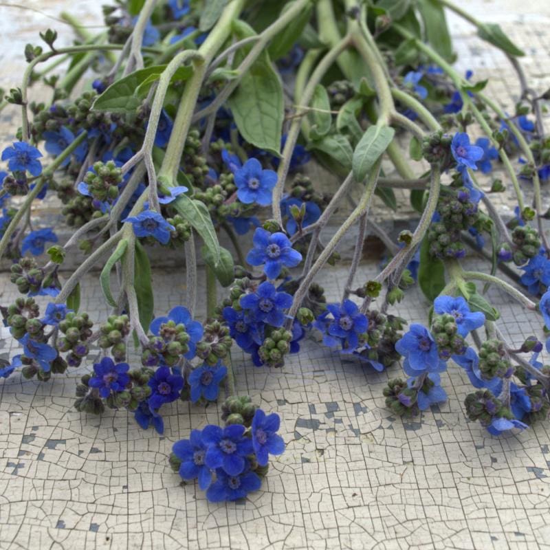 planting forget me not seeds outdoors Chinese Forget-Me-Not – Pinetree Garden Seeds