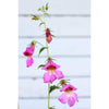 Foxglove - Chinese - Flowers