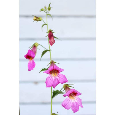 Foxglove - Chinese - Flowers
